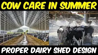 SUMMER COW CARE - Cow Shed Design For Hot Region