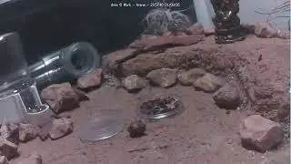 🐜 Arena, Day 1904 #3, Messor Barbarus Ant Farm Video Diary