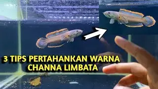 3 TIPS AGAR WARNA CHANNA LIMBATA STABIL