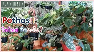 Что такое филодендрон сциндапсус потос (Epipremnum Philodendron Scindapsus Pothos)? Филодендрон м...
