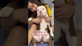 still three dogs. and a dead body🐾😂😂😂🐾 #dog #americanbully #funnypet #subscribe
