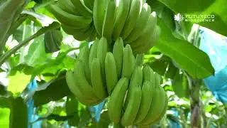 Entrevista RutaStar - Aplicaci&oacute;n en Banano - Colombia 2025