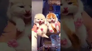 So beautiful Kittens | So cute Kittens #shorts #kitten #kittenlovers
