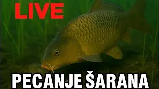 Večeras pecanje Šarana na rijeci-da li su domaće Boile i dalje Lovne🐟🐠