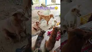 Dogs Waiting for Food | Hungry but Patient | Cute Dog Behavior at Mealtime