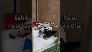 Nero opened his eyes today after surgery&hellip; and our hearts sank.Every single pledge means alot please