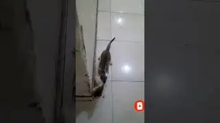 funny cat(@leneiramtv) open discription box sign up hamster kombat to earn real money...