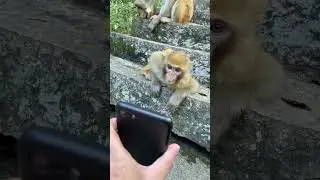 #shorts monkey play phone #monkey #funny