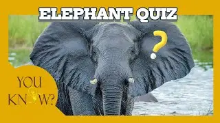 🐘✨ &ldquo;Only 1% Can Pass This Elephant Quiz 🐘 | Fun Facts Challenge&rdquo;