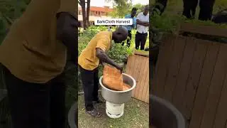 The Lubogo harvest  aka barkcloth making 