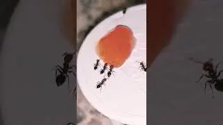 Crematogasters Are Persimmon Eaters - Vlog da Rainha #ants #formigas #antskeeping  #vlogdarainha