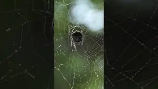 Amazing nature 😍🕷️🕸️ #shorts #short #tiktok #explore #nature