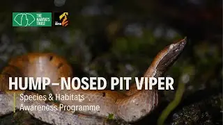 Vanishing in Silence: Hump-Nosed Pit Viper's Untold Story | THT Films