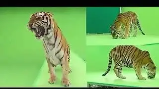 Green screen shot tiger#greenscreenvideo  #hdgreenscreen#greentiger