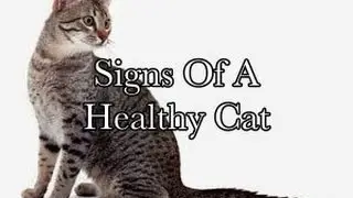 What Are The Signs Of A Healthy Cat?