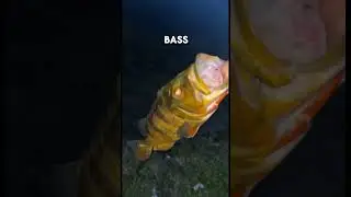 Павлиний окунь &mdash; самая инвазивная рыба в Южной Флориде🤔🤔#рыбалка #павлиний окунь #вирусный