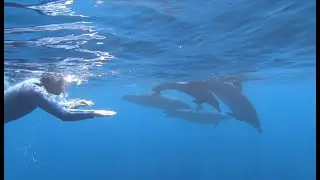 Dolphin Swim (May)