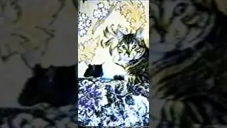 Rat and cat Крыса и кот #крыса #кот #rat #cat
