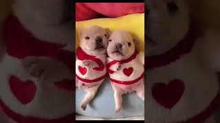 #cats #kittens #dogs #horses #cows #bav #классическая музыка