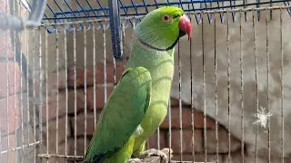 Cute Talking parrot sitting calmly in cage Relaxing parrot long video 