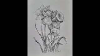 Daffodil Flower Drawing using Pencils | Flowers | Pencil Shading Step by Step |