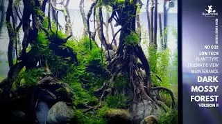Nano Aquascape : Dark Mossy Forest II - (My young betta sanctuary) LOW TECH / NO CO2