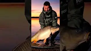 ‼️GodFather Fish‼️ #carpfishinguk #fisherman #fishinglife #fishingvideo #giantcarp #bigfish #fisher