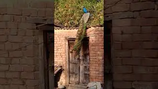 Have you heard the sound of peacock from so close?