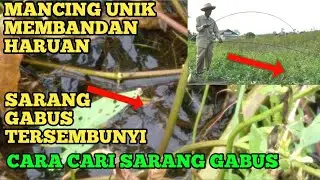 Cara Mengetahui sarang gabus!!Kakek sakti membandan haruan (fishing tradisional)