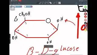 كيمياء اسنان مرحلة اولى  محاضرة carbohydrate