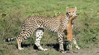 Cheetah vs Prey &ndash; Real Cheetah Attack & Hunting Speed