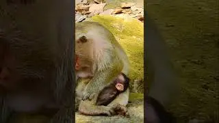 #babymonkeylove#babymonkeylife#Funny baby monkey#monkeybaby #cute #monkey #Leo  #babycute  #animals