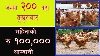 Local kukhura bata mahina ko Rs. 100,000 Income || लोकल कुखुरा पालन बाट महिना को रु 1,00,000 सम्म आम