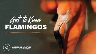 Get to Know &ndash; Flamingos | Mutual of Omaha's Wild Kingdom