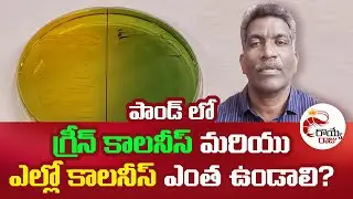గ్రీన్ కాలనీస్ మరియు ఎల్లో కాలనీస్ ఎంత ఉండాలి? Vibriosis Colonies Standard Counts in Vibrio Testing