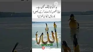 Aap ko Kiya Nazar Aaya #quotes #ytshort #trending #viral #shortvideo #hadees #islamic