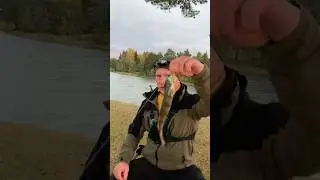В поисках клыкатого#рыбалка#судак