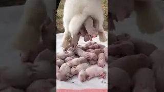 qute rabbit baby's birth#rabbit #rabbits #vineetmishraguruji #trending #rabbitbaby #rabbitbabycare 😘