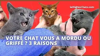 VOTRE CHAT VOUS A MORDU OU GRIFFÉ ? 3 RAISONS