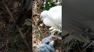 Graceful Guardian Great Egret Feeding Her Precious Chicks5