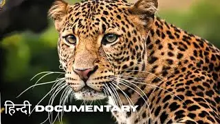 Wild Cats Of Africa - हिन्दी डॉक्यूमेंट्री | African Wildlife Documentary in Hindi