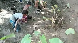 বরিশালে মাছ Amazing Traditional Fishing By Village People | Primitive System Fishing Asian People