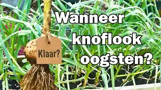 Knoflook oogsten: zo herken je het juiste moment (en waarom teentjes zo&rsquo;n groot verschil maken)
