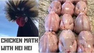 Сколько стоит выращивание кур породы корниш-кросс?