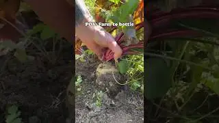Farm grown nettle and beets go into our Energy Tonic!