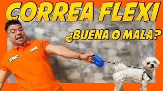 Pasear al PERRO con correa FLEXIBLE 🤔 | Adiestramiento Canino 🐶