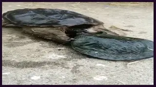 Soft shelled turtle versus snappy turtle  Guess who will win