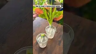 How to Regrow Green Onions #kitchen #hacks #reuse #ytshorts #yt #home #hack  #viral #easy #green