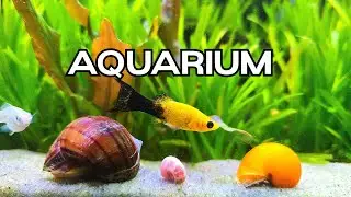 🔴LIVE Silent Aquarium 🐟 Relaxing Fish Tank for TV /Focus /Study