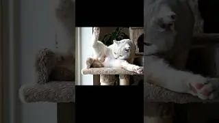 ballet cat